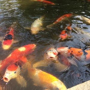 Meet your Posher, Stu